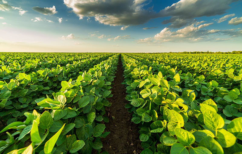 Soybean plants are the source of our Epoxidized Oil products.
